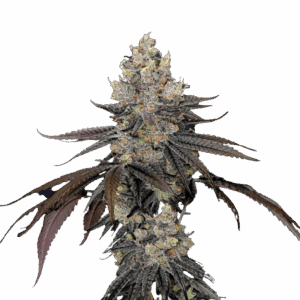 Live Rosin